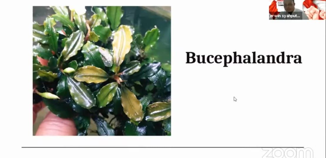 podiumnews.com-Aquatic Plant, Si Cantik Andalan Penghobi Aquascape